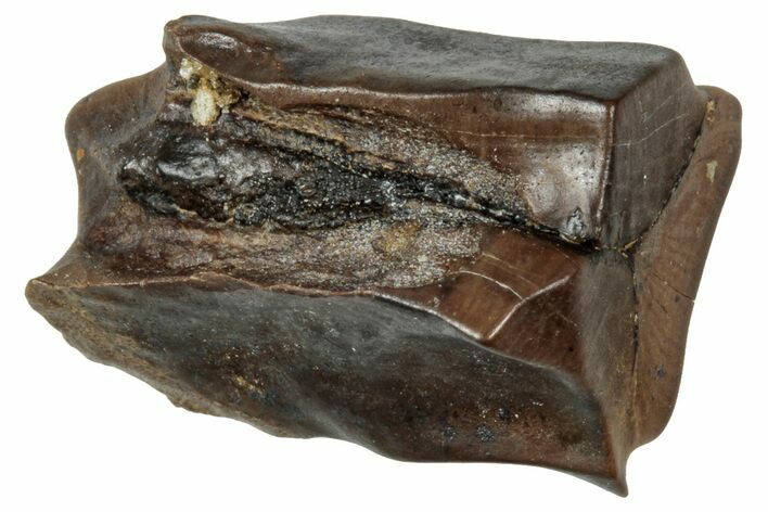 Fossil Triceratops Shed Tooth - Wyoming #358177